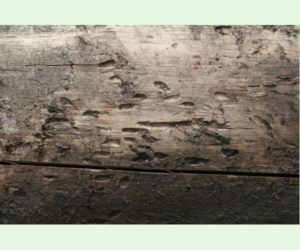 Polygraphus poligraphus