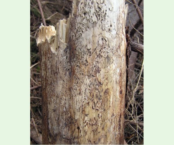 Polygraphus poligraphus