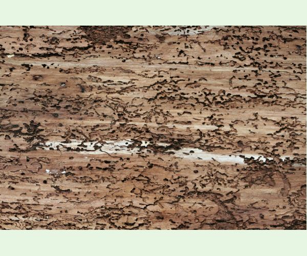 Polygraphus poligraphus