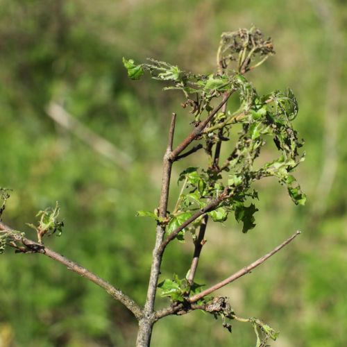 Erannis defoliaria