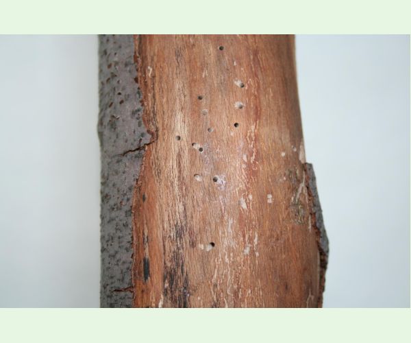 Ptilinus pectinicornis