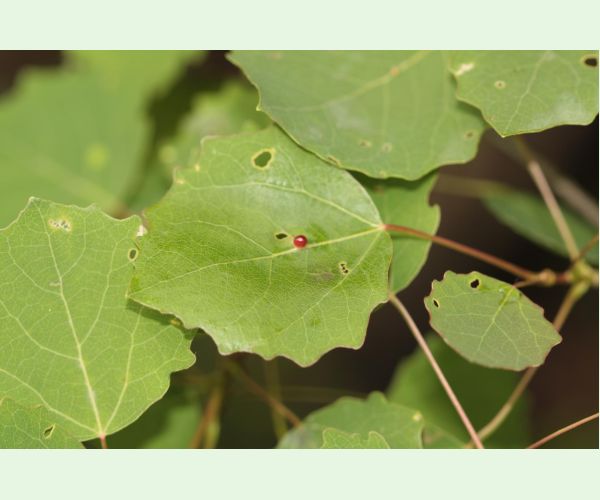 Harmandiola tremulae