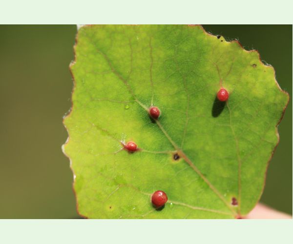 Harmandiola tremulae