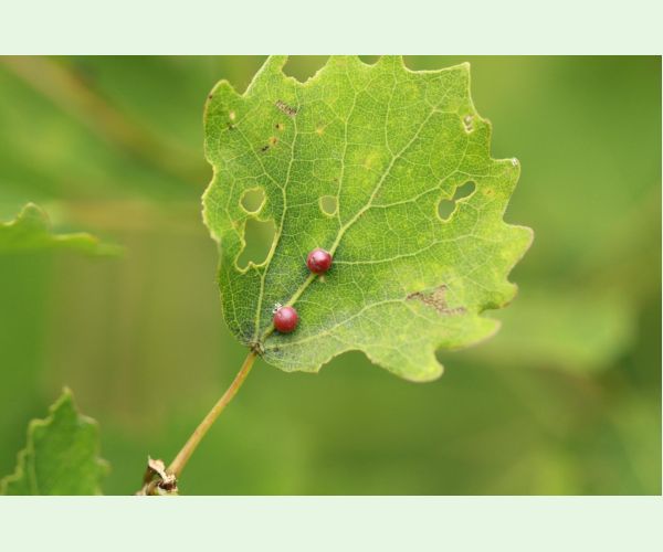 Harmandiola tremulae