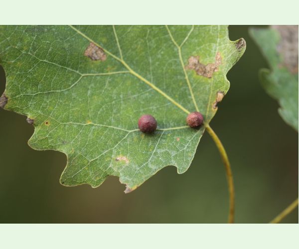 Harmandiola tremulae