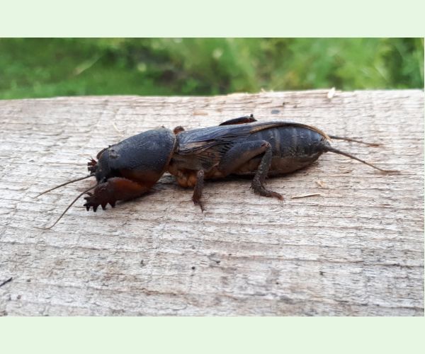 Gryllotalpa gryllotalpa