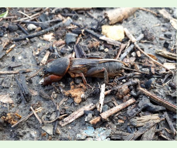 Gryllotalpa gryllotalpa