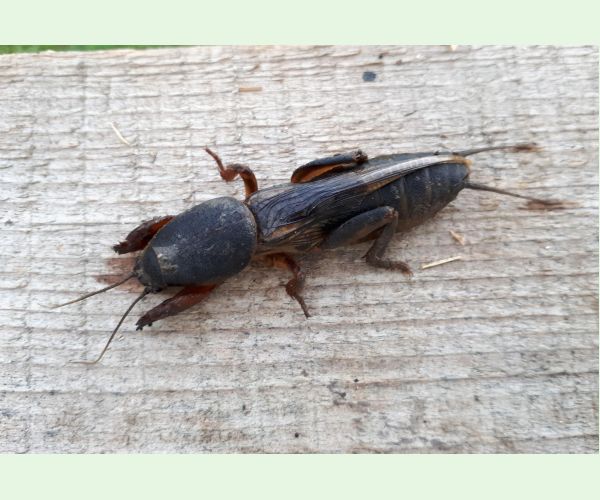 Gryllotalpa gryllotalpa