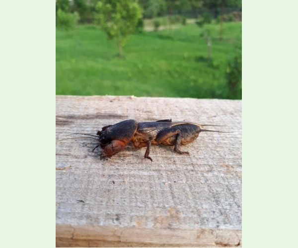 Gryllotalpa gryllotalpa