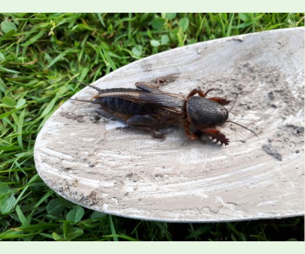 Gryllotalpa gryllotalpa