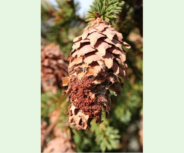 Dioryctria abietella