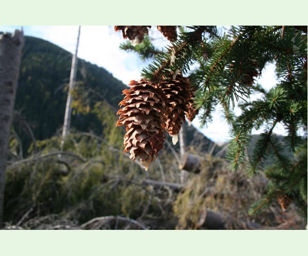 Dioryctria abietella