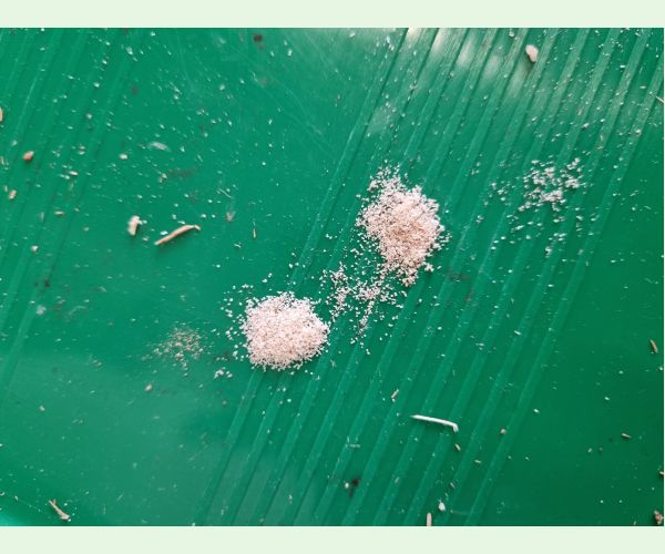 Treptoplatypus oxyurus