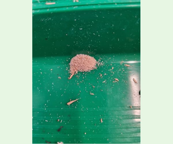 Treptoplatypus oxyurus