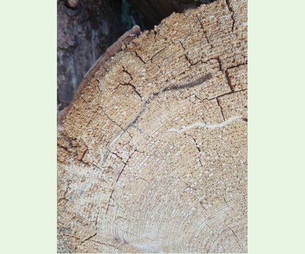 Treptoplatypus oxyurus