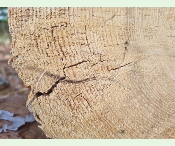 Treptoplatypus oxyurus