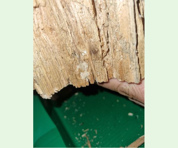 Treptoplatypus oxyurus