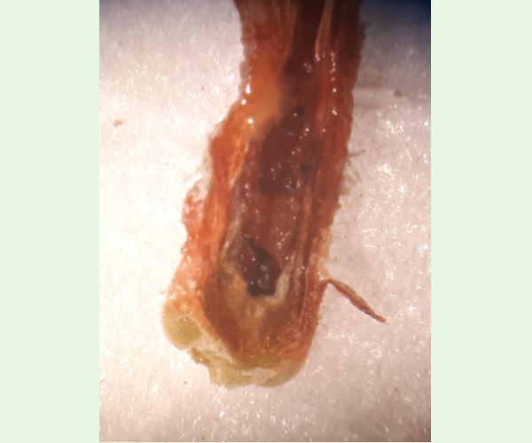 Thecodiplosis brachyntera