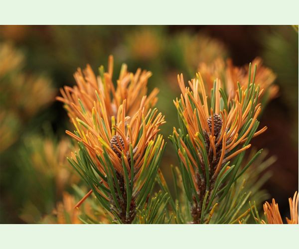 Thecodiplosis brachyntera