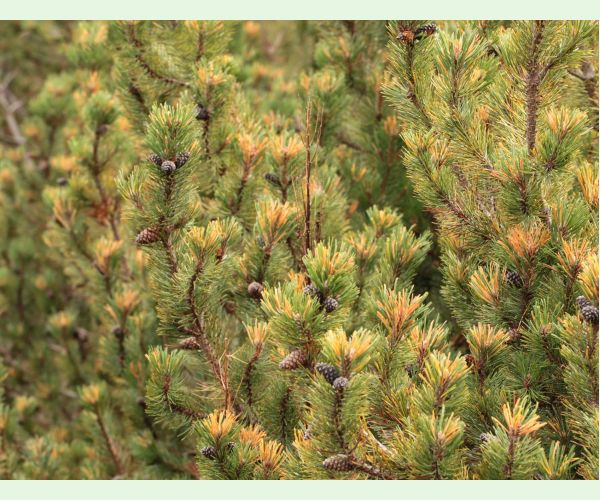 Thecodiplosis brachyntera