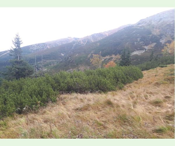 Thecodiplosis brachyntera