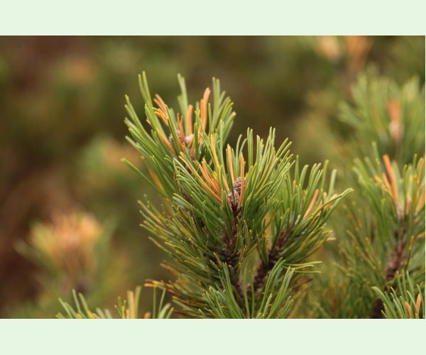 Thecodiplosis brachyntera