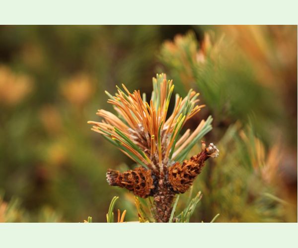 Thecodiplosis brachyntera