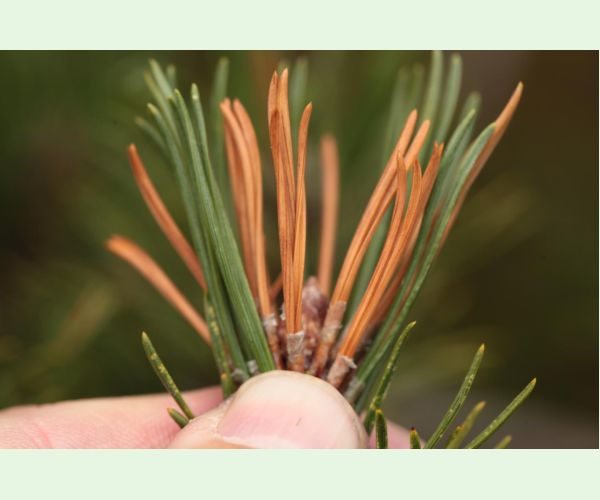 Thecodiplosis brachyntera