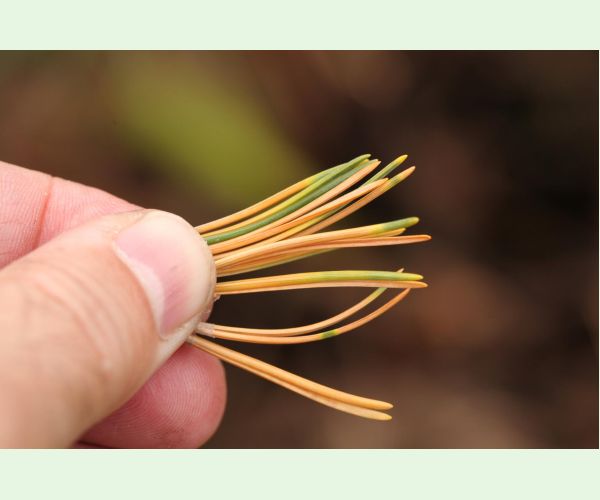 Thecodiplosis brachyntera