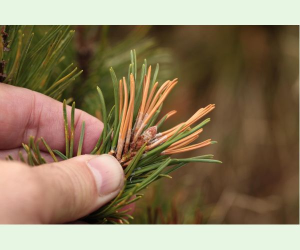 Thecodiplosis brachyntera