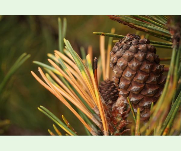 Thecodiplosis brachyntera