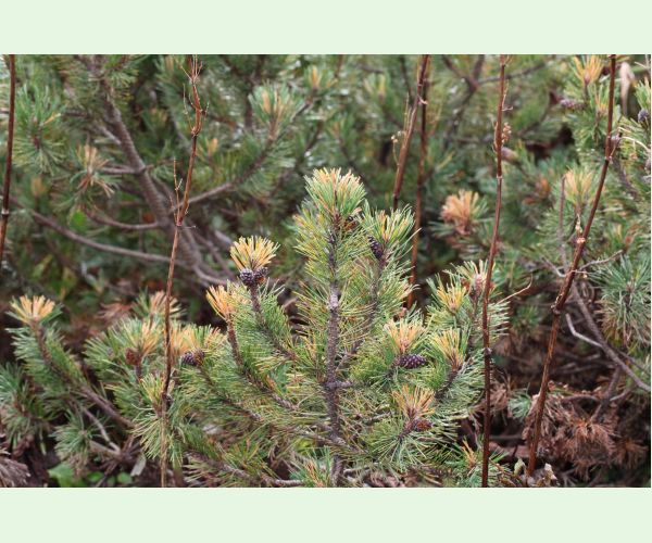 Thecodiplosis brachyntera