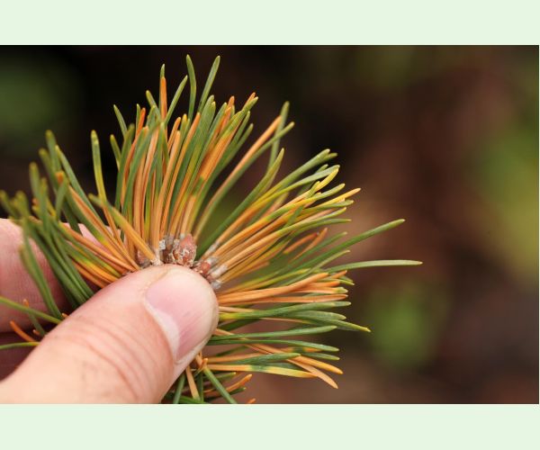 Thecodiplosis brachyntera