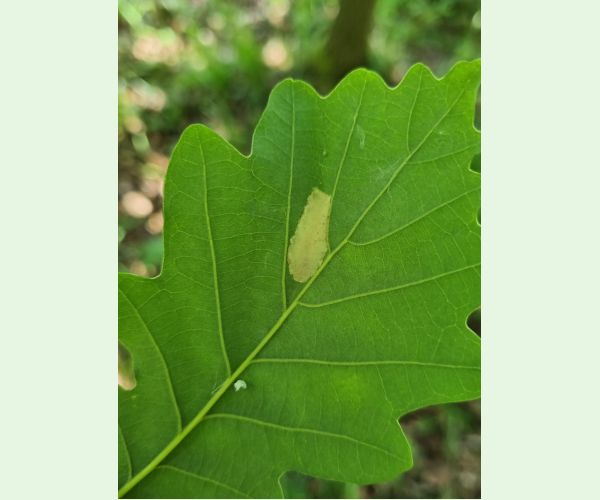 Phyllonorycter roboris