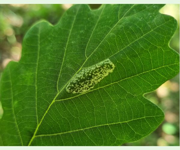 Phyllonorycter roboris