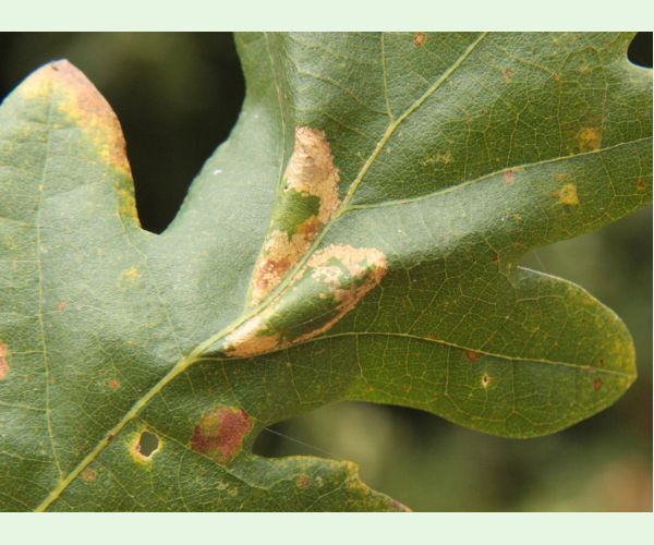 Phyllonorycter roboris
