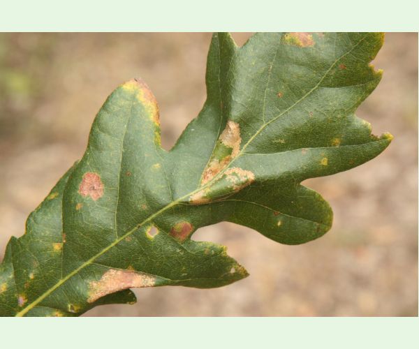 Phyllonorycter roboris