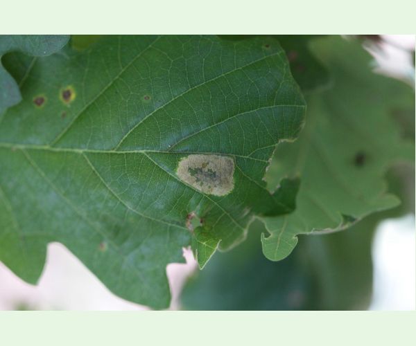 Phyllonorycter roboris
