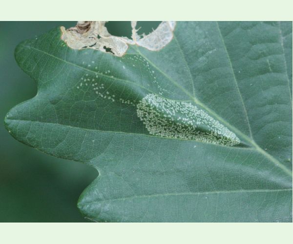 Phyllonorycter roboris