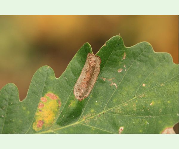 Phyllonorycter roboris