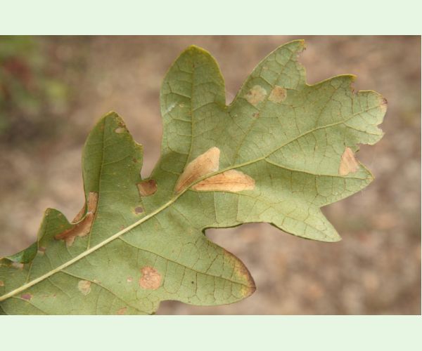 Phyllonorycter roboris