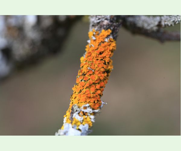Xanthoria parietina