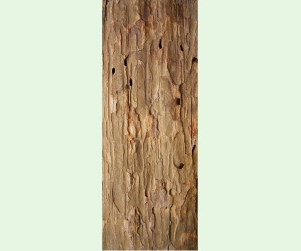 Plagionotus arcuatus