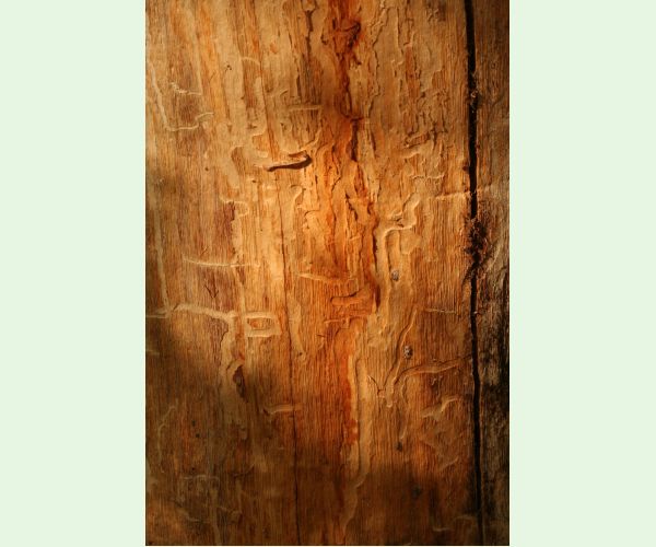 Plagionotus arcuatus