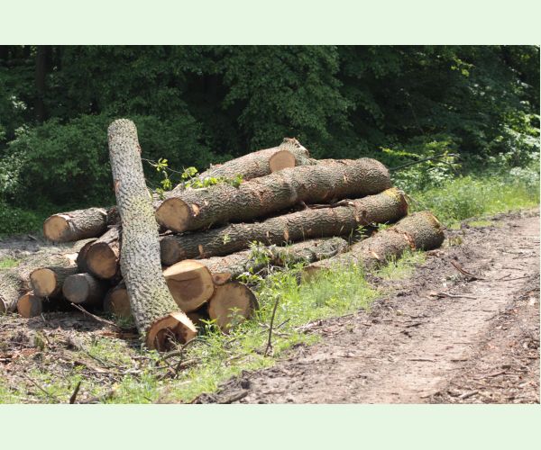 Plagionotus arcuatus