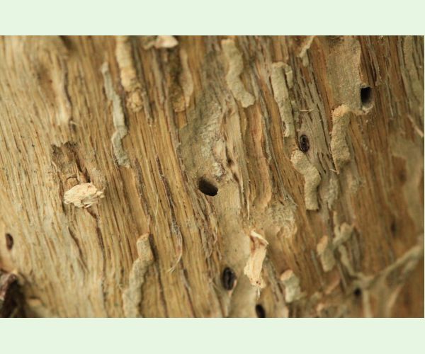 Plagionotus arcuatus