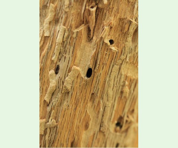 Plagionotus arcuatus