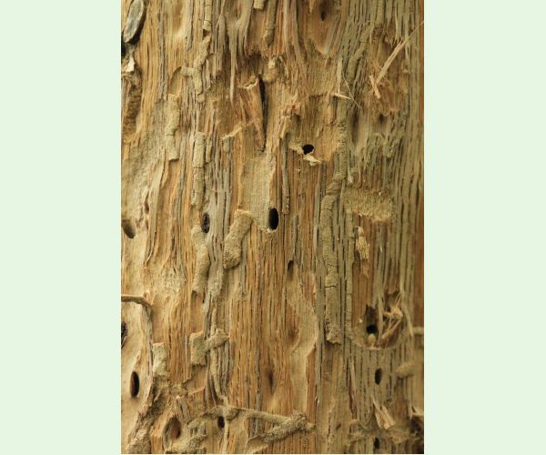 Plagionotus arcuatus