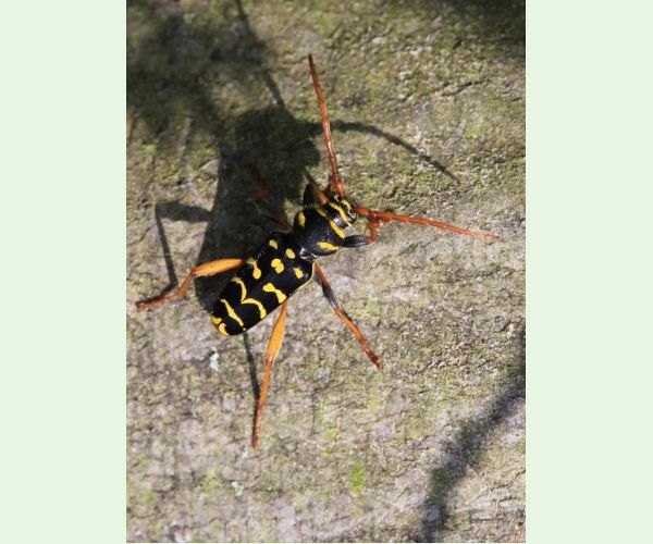 Plagionotus arcuatus