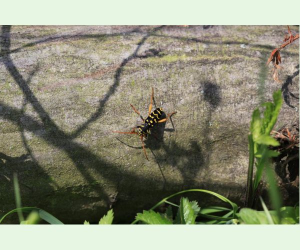 Plagionotus arcuatus